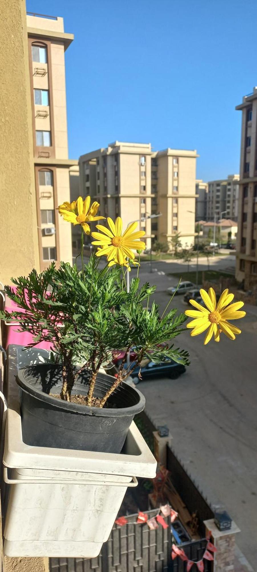 Joe Excellence Appartamento Il Cairo
